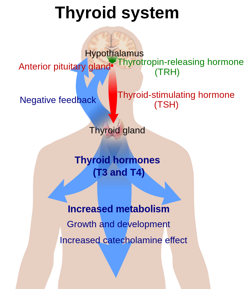 hyperthyroidism-reeldx-smarty-pance