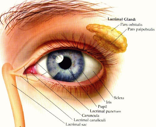 Dacryoadenitis - Smarty PANCE