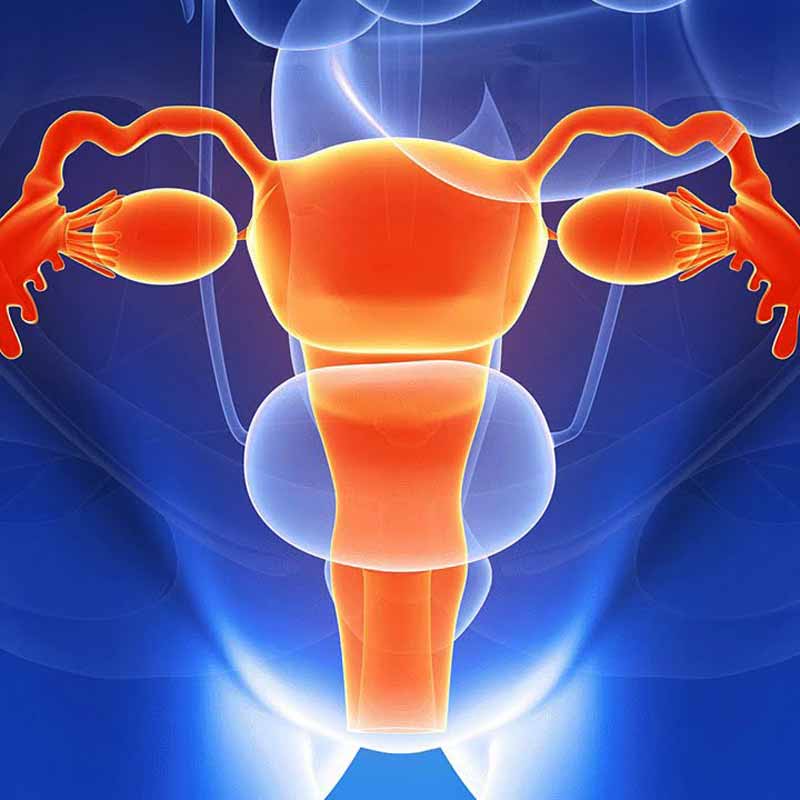 PANCE Blueprint Reproductive System (7%)
