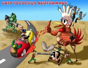 cryptococcus-neoformans_5724_1486428999