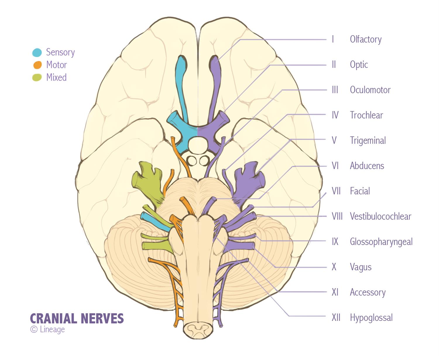 Cranial Nerve Palsies - Smarty PANCE