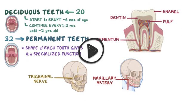 Diseases of the teeth and gums (ReelDx) - Smarty PANCE