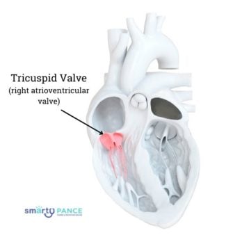 Tricuspid Valve - right atrioventricular valve